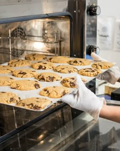 a person in white gloves is holding a tray of cookies and baking them into an oven