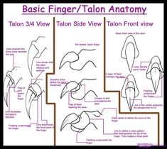 the basic instructions for how to draw a bird