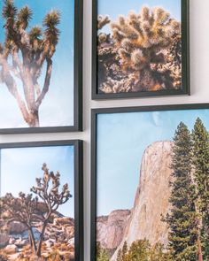 Gallery wall with posters from the Joshua Tree and Yosemite Collections featuring Joshua Trees, cactuses and mountain landscapes.