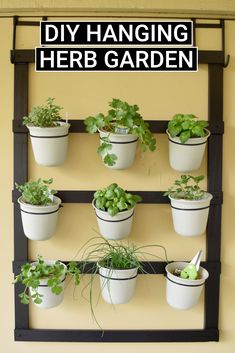 there are many potted plants hanging on the wall with text overlay that reads diy hanging herb garden