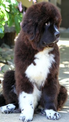 a brown and white dog sitting on the ground