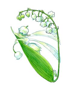 a drawing of lily of the valley with water droplets on it's petals and leaves