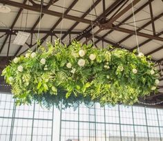 an arrangement of plants hanging from the ceiling in a room with metal beams and windows