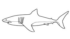 a black and white drawing of a shark