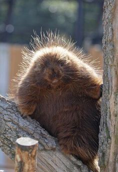 a porcupine sitting on top of a tree branch