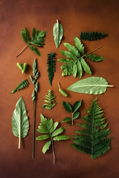 several different types of green leaves on a brown surface, including one leaf and the other