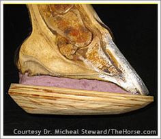 an animal's head is shown with the lower jaw exposed to show it's teeth