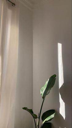 a potted plant sitting in the corner of a room