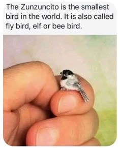 a person holding a tiny bird in their hand with the caption that reads, the zunuto is the smallest bird in the world it is also called fly bird, eff or be