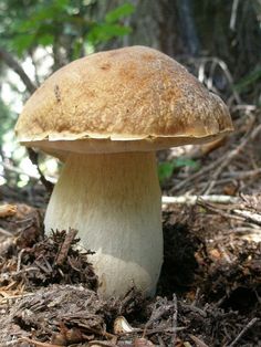 a close up of a mushroom on the ground near some trees and mulchs