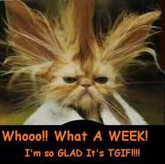 a cat with its hair blowing in the wind and captioning, whoo what a week? i'm so glad it's t's tell