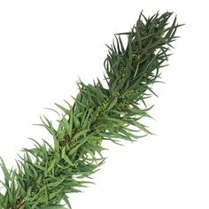 a close up of a green plant on a white background