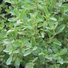 a close up view of some green plants