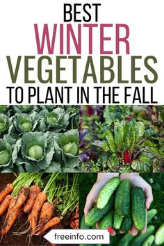 the best winter vegetables to plant in the fall