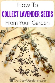 how to collect lavender seeds from your garden