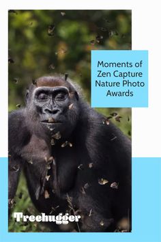 a gorilla is surrounded by butterflies in the grass with text that reads, moments of zen capture nature photo awards