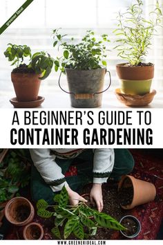 a beginner's guide to container gardening