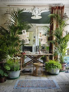 a room filled with lots of potted plants next to a table and chair in front of a mirror