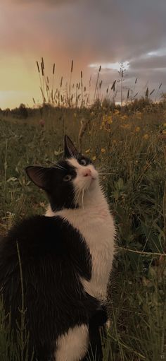 a black and white cat sitting in the grass looking up at an orange sky with clouds