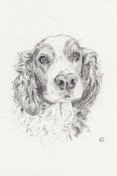 a pencil drawing of a dog's face