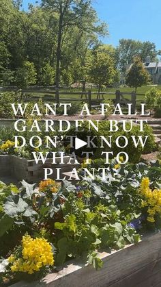 a garden with yellow flowers and green plants in the center, text reads want aaall garden but don't know what to plant