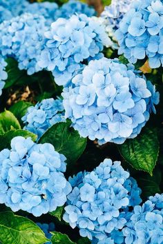 blue flowers with green leaves in the foreground