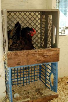 a chicken in a cage on top of some wood and metal bars, with hay around it