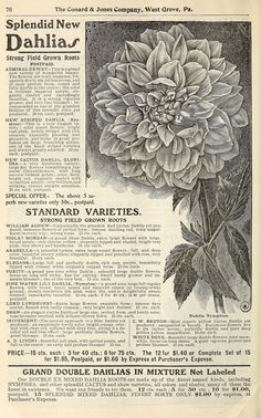 an old newspaper advertisement with a flower on the front and back page, which reads splendid new dahlia