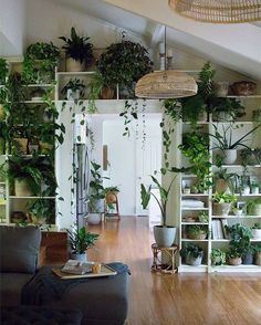 a living room filled with lots of plants and potted plants hanging from the ceiling