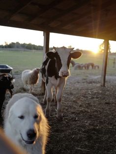 the dog is looking at the cows in the pen