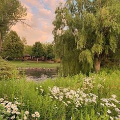 the pond is surrounded by wildflowers and trees