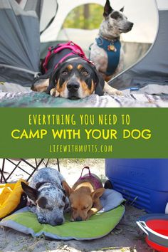 two dogs laying on their beds in front of a tent with the words, everything you need to camp with your dog