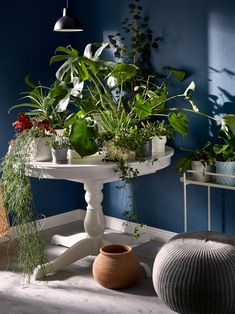 several potted plants on a table in a room with blue walls and white flooring