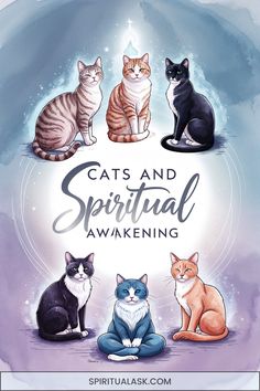 three cats sitting on top of each other with the words cats and spiritful awakeing