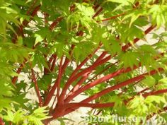 red stems and green leaves in the sunlight