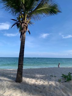 a palm tree sitting on top of a sandy beach next to the ocean with a person standing in the distance