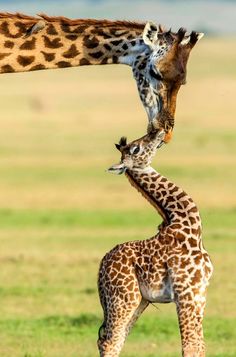 two giraffes standing next to each other in a field