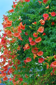 orange flowers growing on the side of a building next to green leaves and bushes with blue sky in background