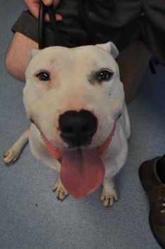 a white dog with its tongue hanging out sitting on the floor next to a person