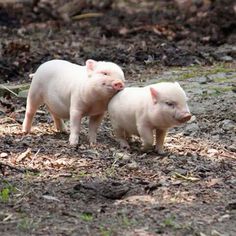 two small pigs standing next to each other on top of dirt and grass covered ground