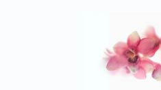 a pink flower is in the middle of a white background