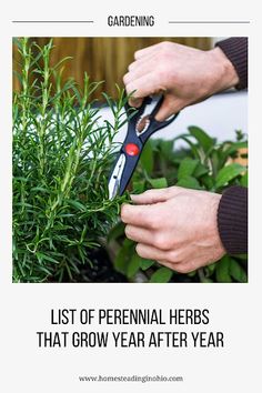 a person is trimming a plant with scissors in their hands and the words list of perennial herbs that grow year after year