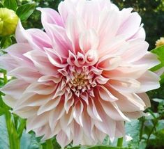 a large pink flower sitting on top of a lush green field