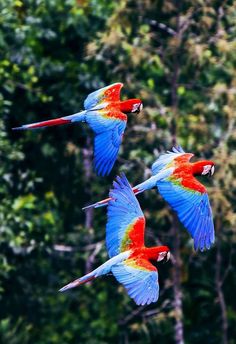 three red and blue birds flying in the air with trees in the backgroud