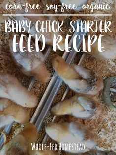 baby chick starter feed recipe with text overlay that reads, how to feed chickens