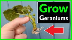 a hand holding up a plant with the words grow geraniums above it and an arrow pointing upward