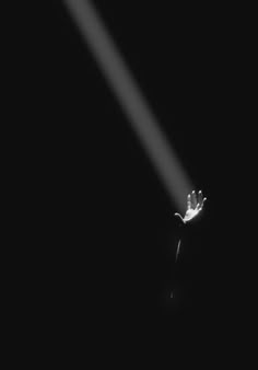 the light is shining on a flower in the dark