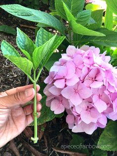 a hand is holding a pink flower in front of some green leaves and flowers on the ground