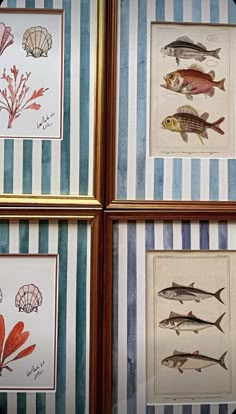 four framed pictures of fish and seaweed on blue and white striped paper with gold trim