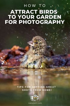 a bird sitting in the water with text overlay that reads how to attract birds to your garden for photography tips for getting great shots from home